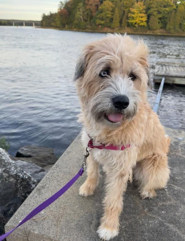 LeeLoo In Maine Courtesy Cross Post, a Adoptable Terrier in South Portland, ME image 1/6