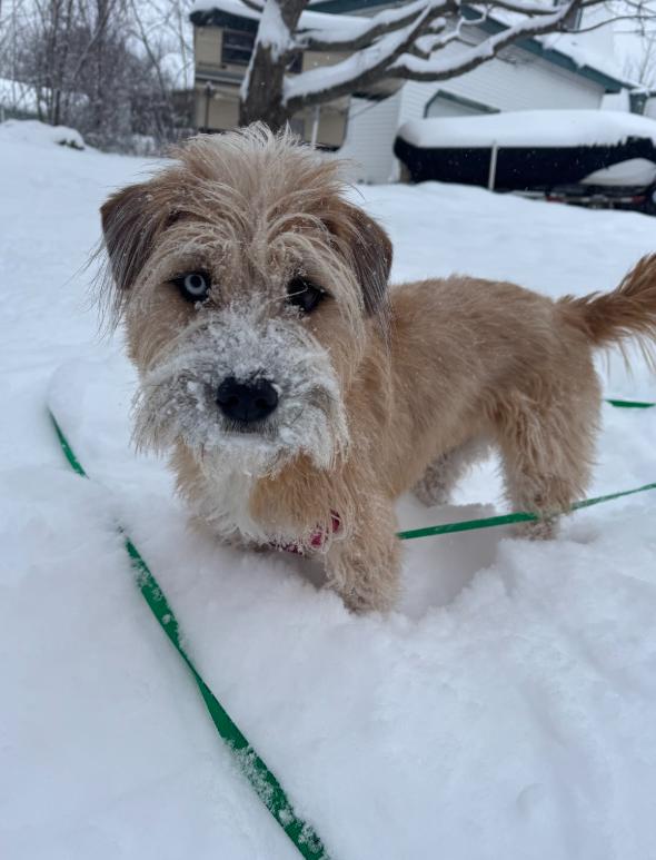 LeeLoo In Maine Courtesy Cross Post, a Adoptable Terrier in South Portland, ME image 2/6