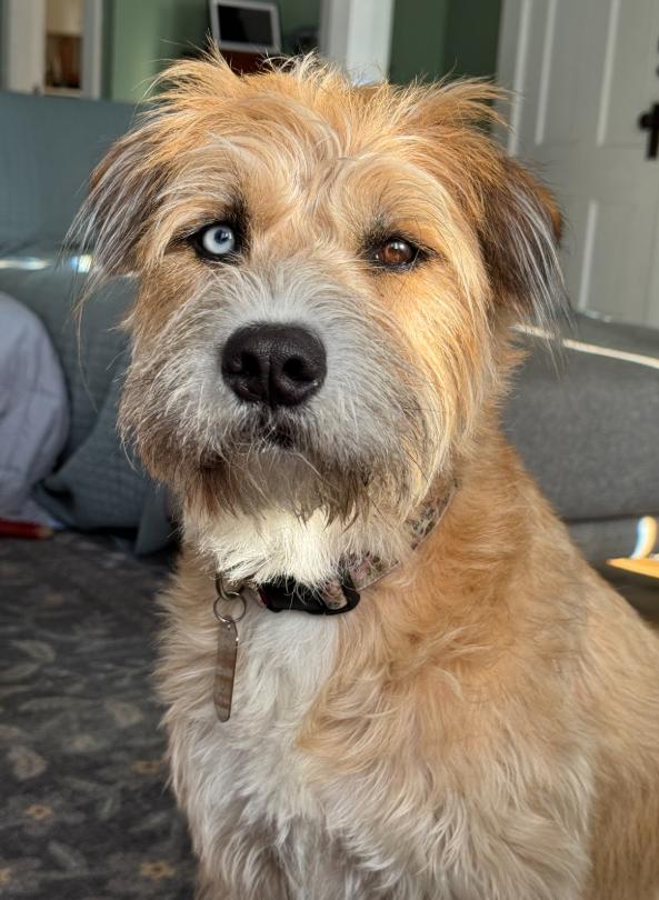 LeeLoo In Maine Courtesy Cross Post, Adoptable, Adult Female Terrier.