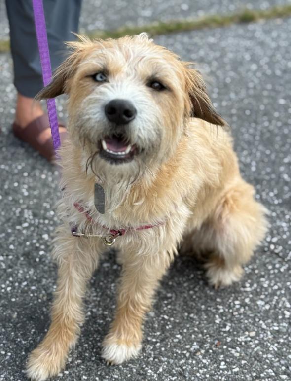 LeeLoo In Maine Courtesy Cross Post, a Adoptable Terrier in South Portland, ME image 4/6