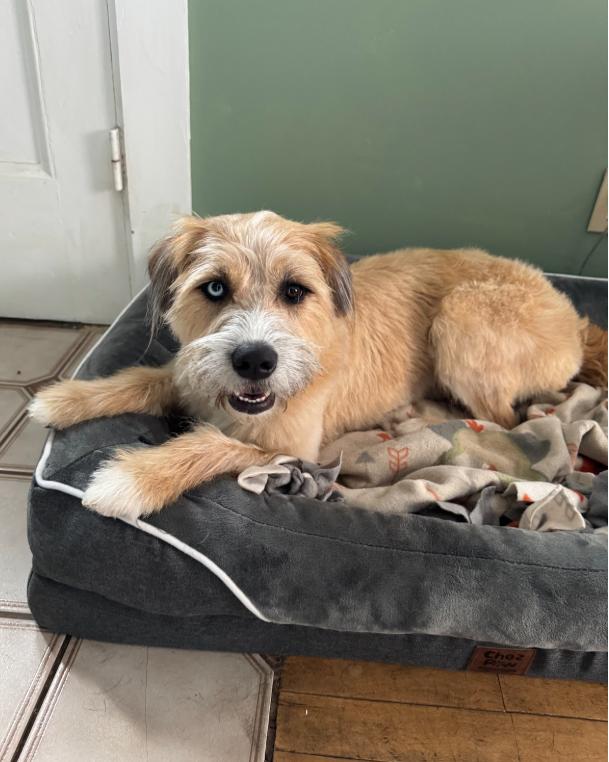 LeeLoo In Maine Courtesy Cross Post, a Adoptable Terrier in South Portland, ME image 5/6