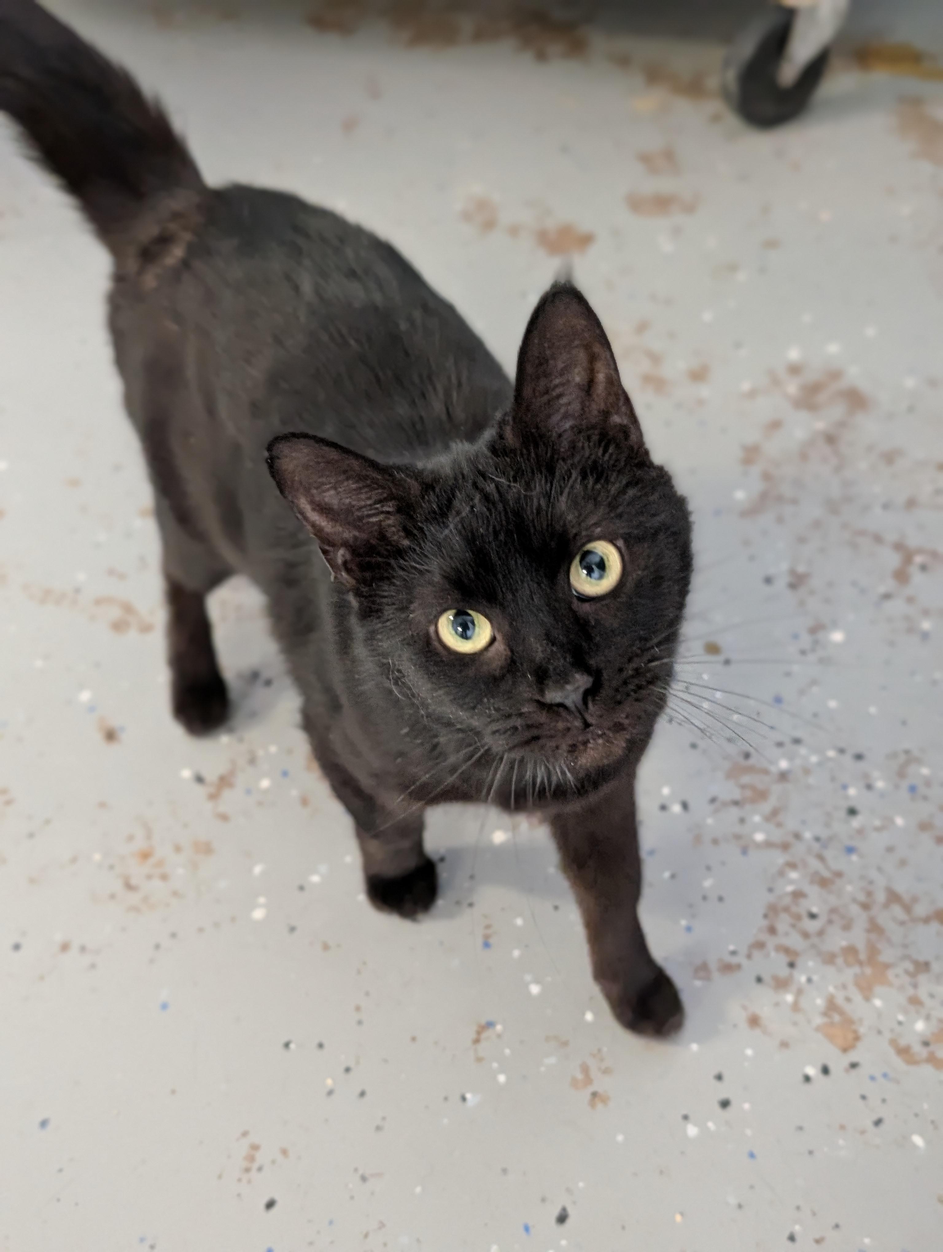 Enlarge Penelope, a ADOPTABLE Domestic Short Hair in Tilton, IL image 2/5