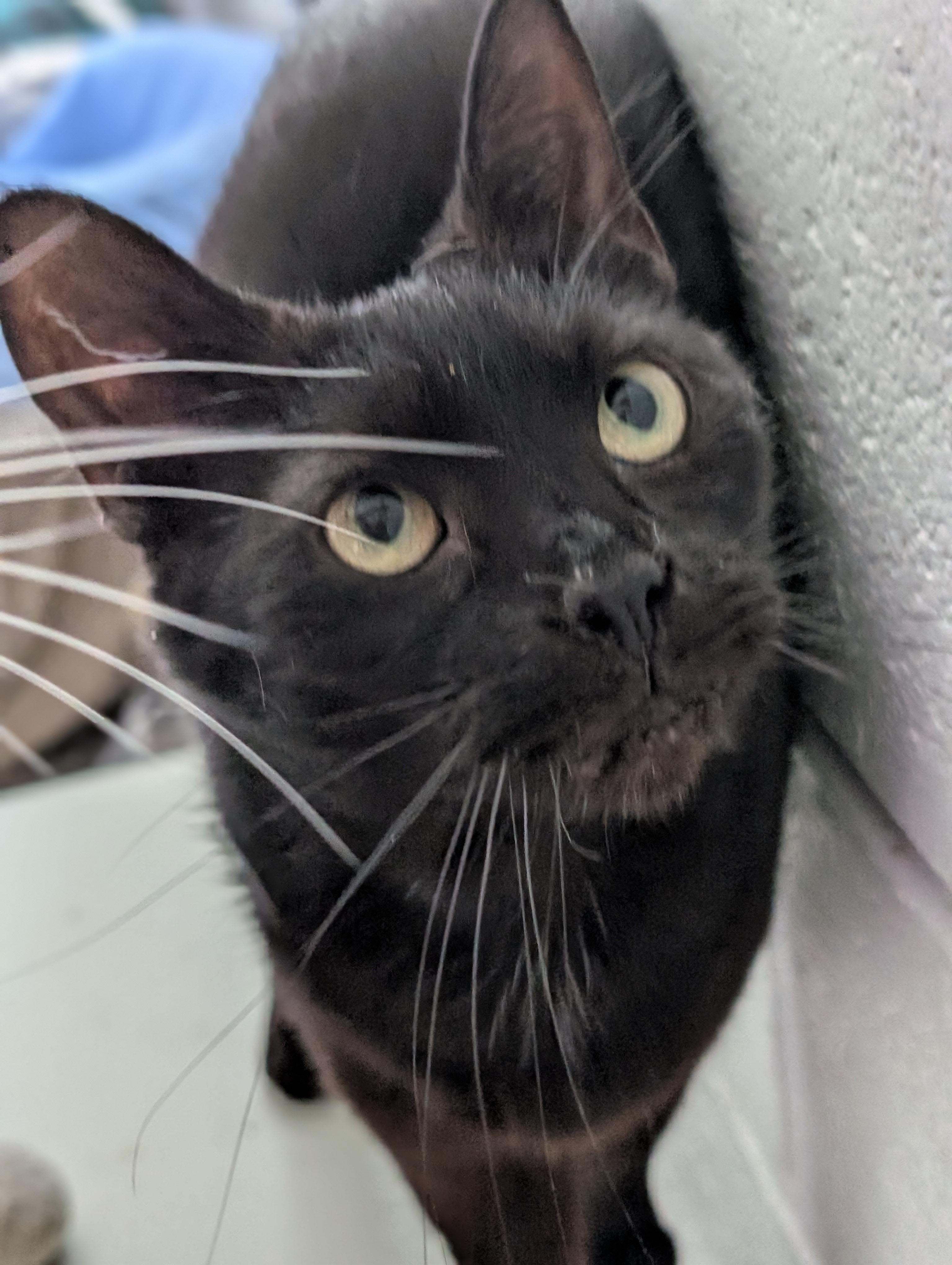 Enlarge Penelope, a ADOPTABLE Domestic Short Hair in Tilton, IL image 3/5