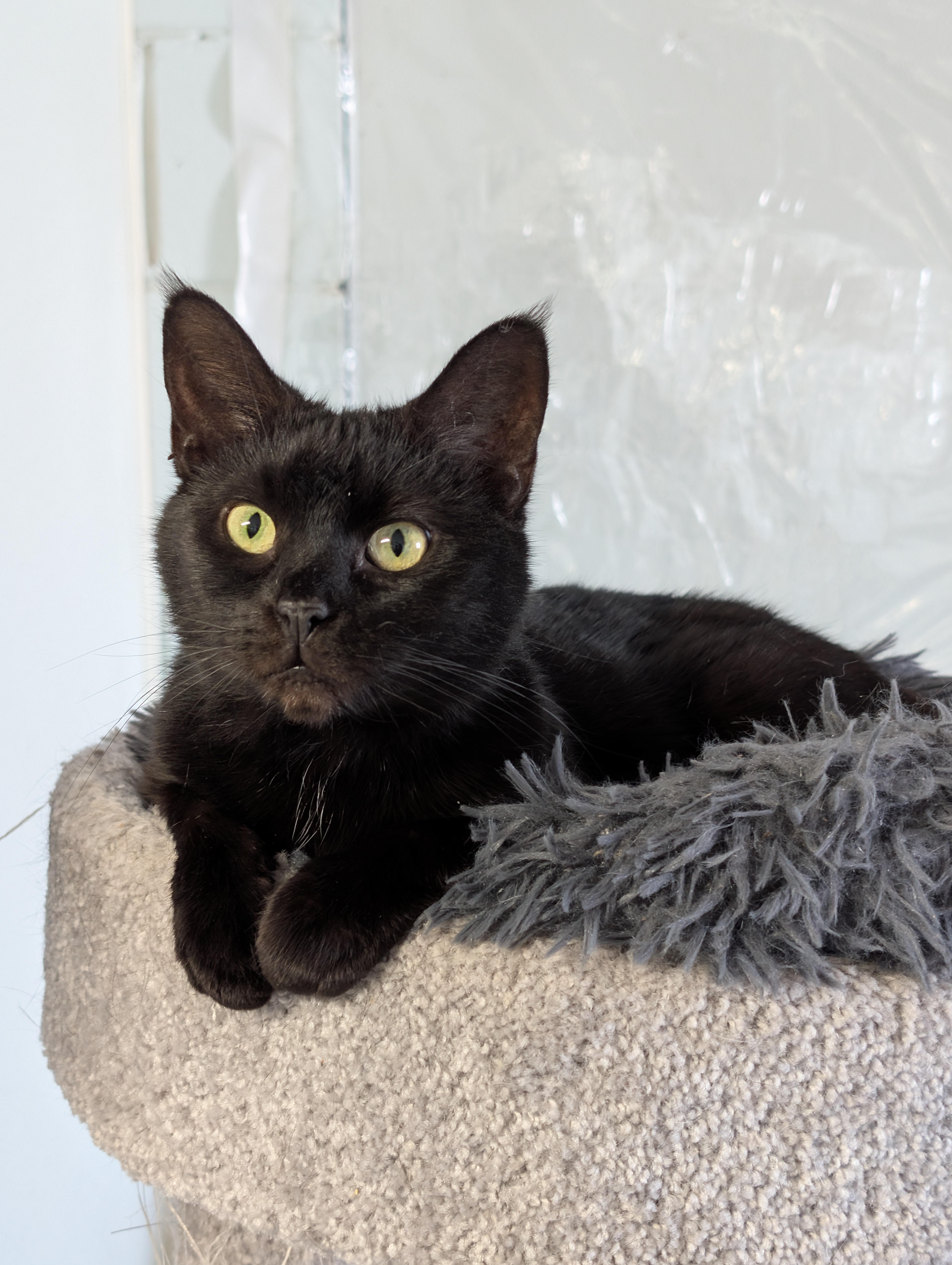 Enlarge Penelope, a ADOPTABLE Domestic Short Hair in Tilton, IL image 1/5