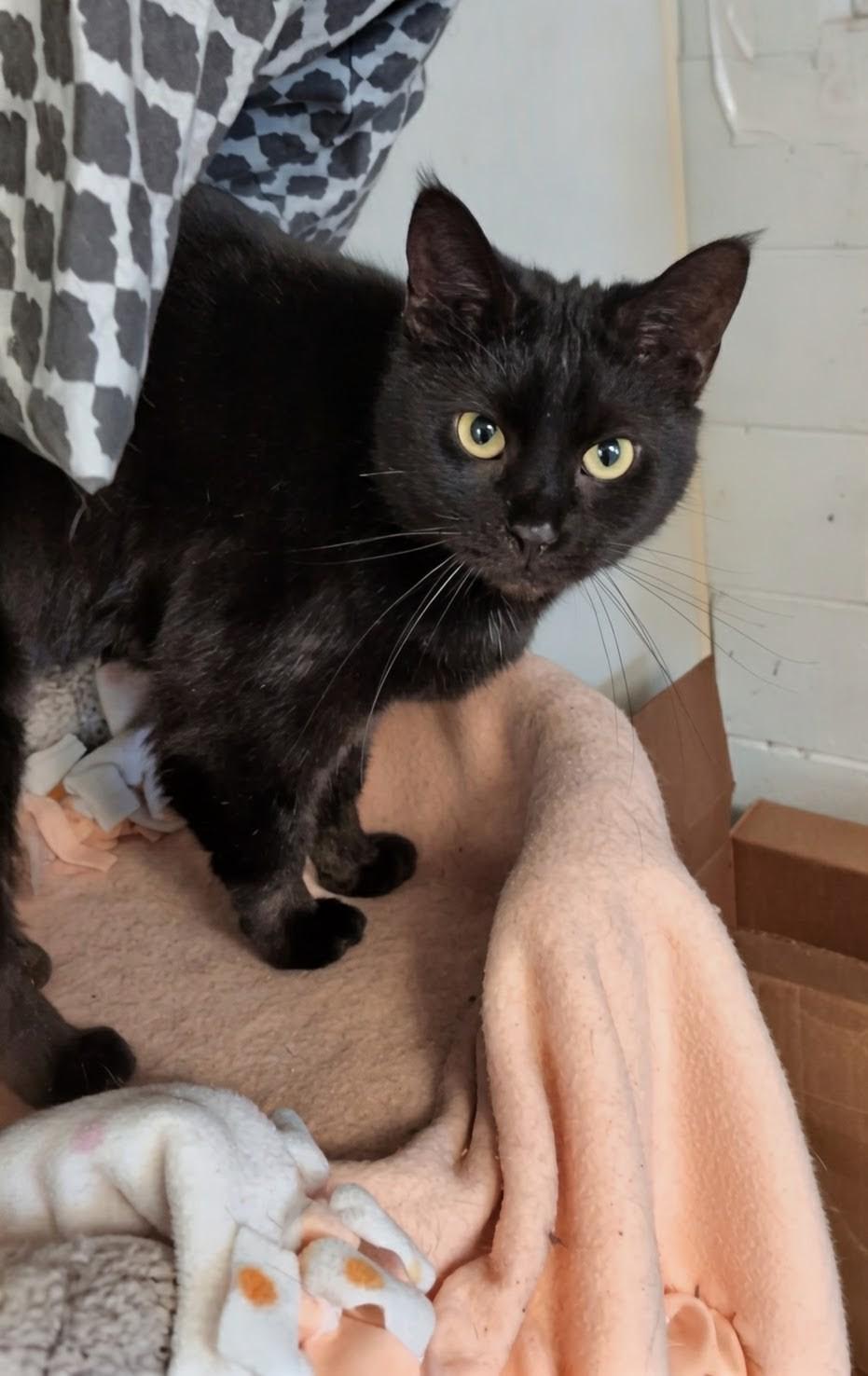 Enlarge Penelope, a ADOPTABLE Domestic Short Hair in Tilton, IL image 4/5