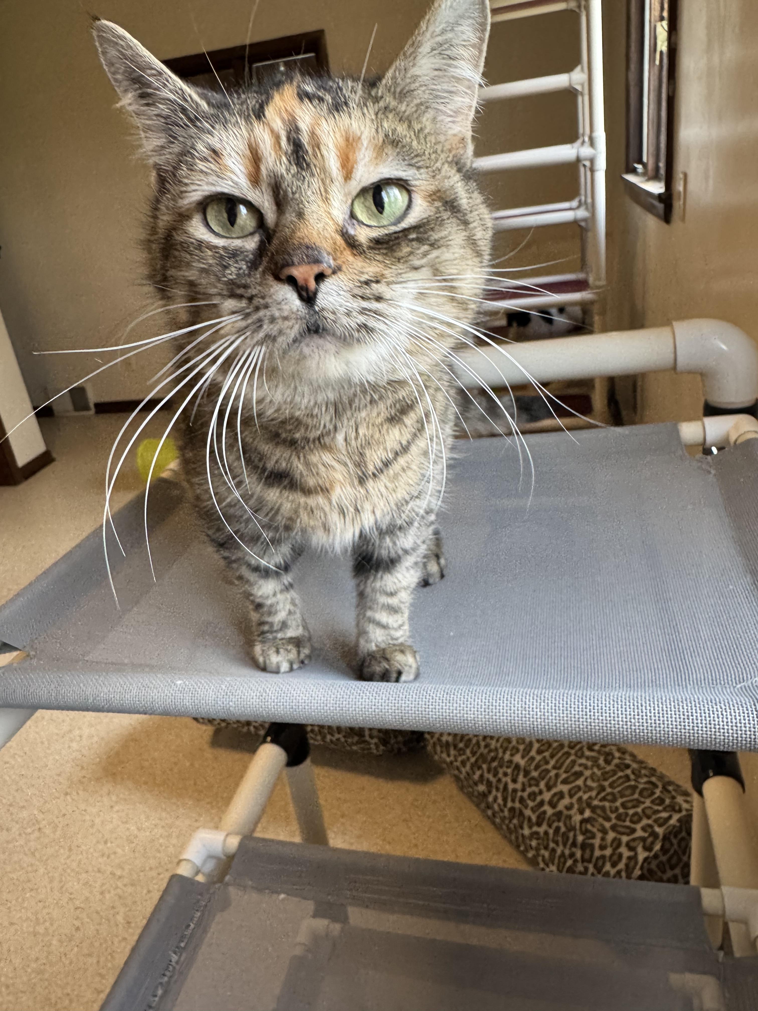 Fancy , ADOPTABLE, Adult Female Domestic Short Hair.