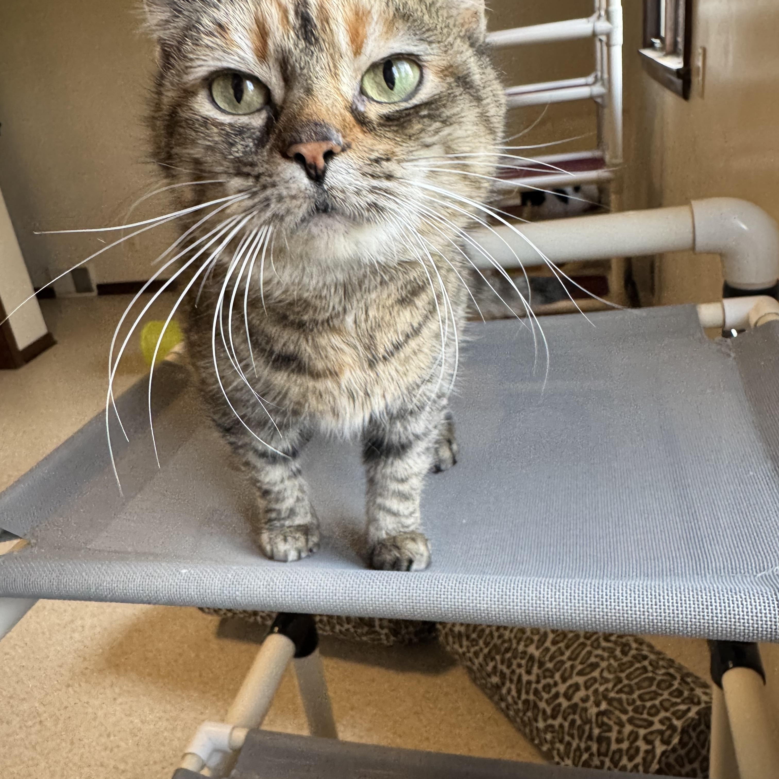 Enlarge Fancy , a Adopted Domestic Short Hair in Salem, OH image 1/1