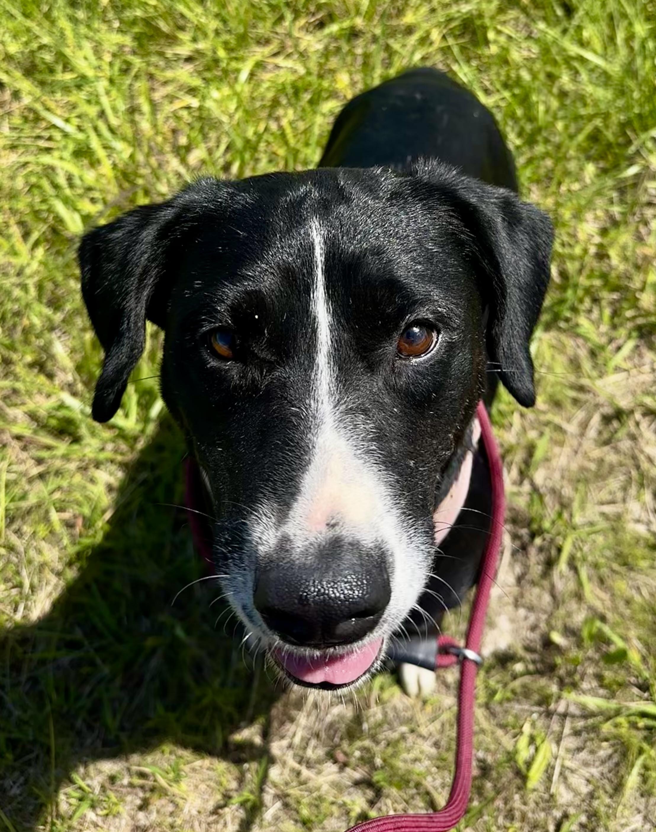 Sadie