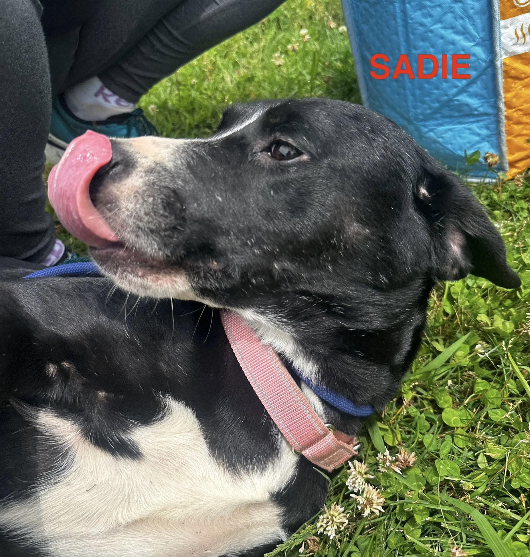 Sadie