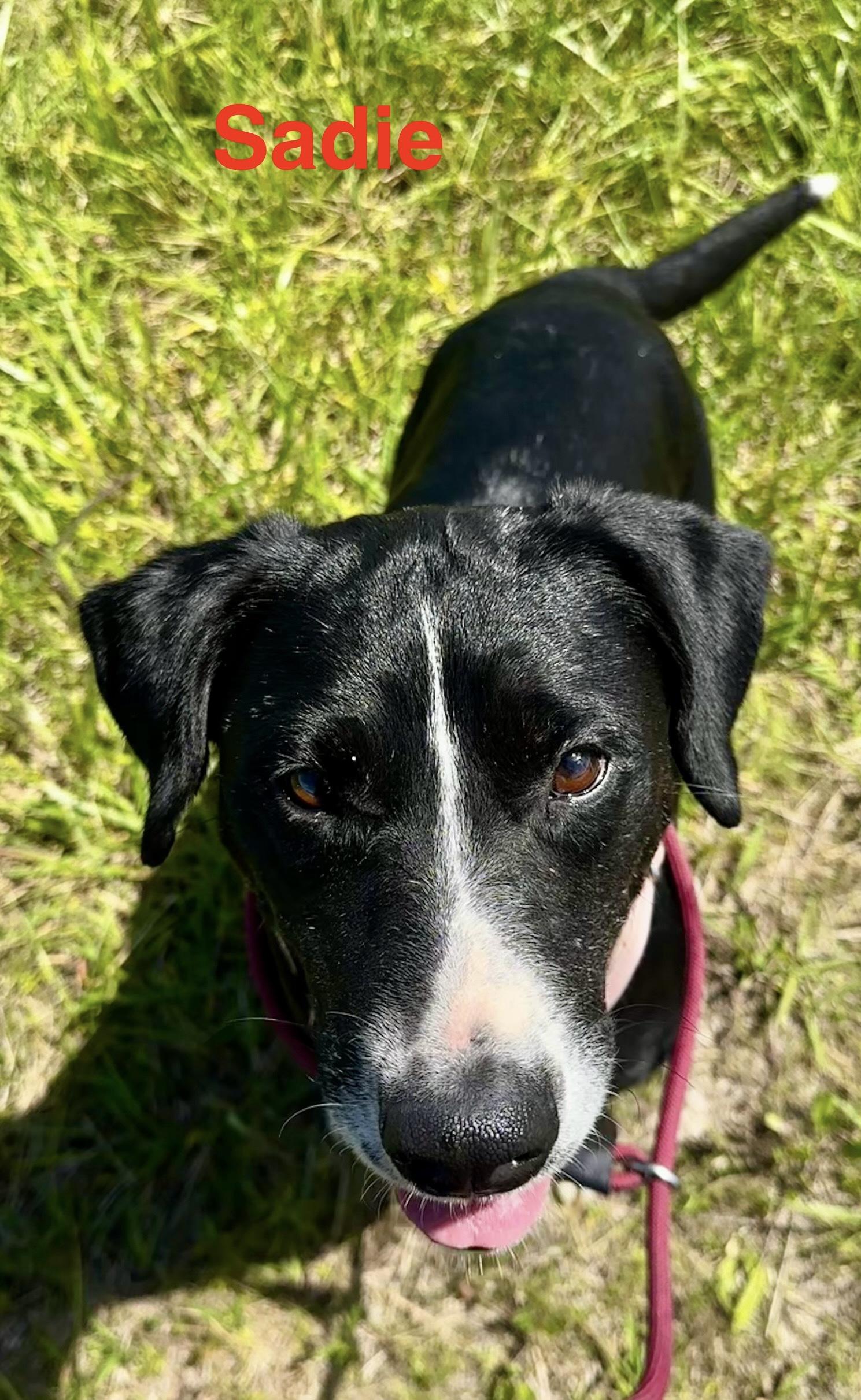 Sadie