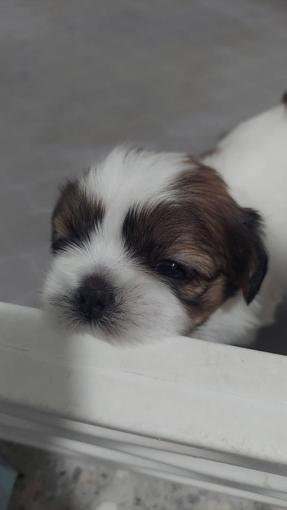 Pedro, Adoptable, Puppy Male Shih Tzu.