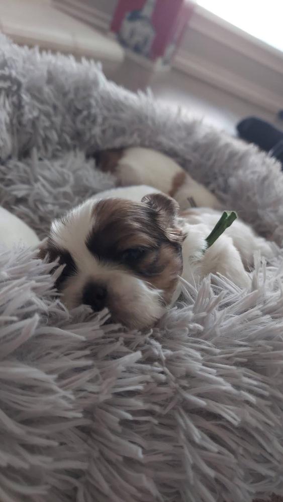 Enlarge Pedro, a Adoptable mixed breed in Warr Acres, OK image 2/6