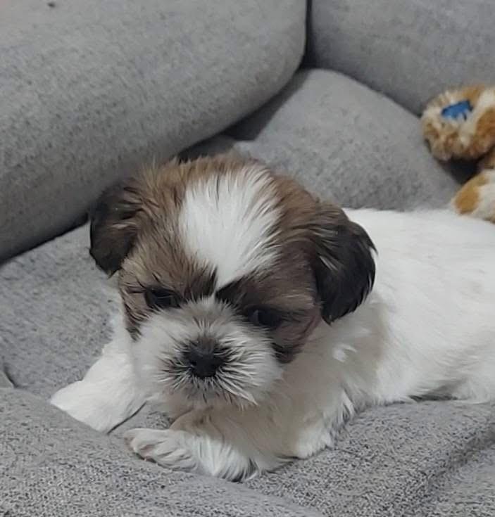 Enlarge Pedro, a Adoptable mixed breed in Warr Acres, OK image 3/6