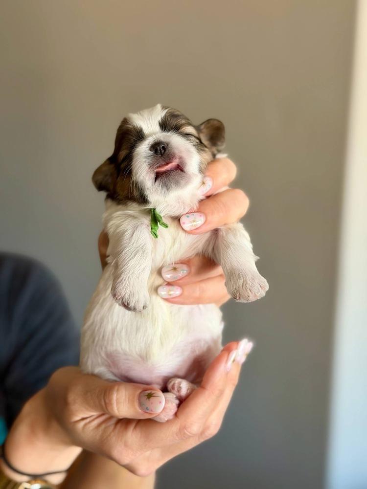 Enlarge Pedro, a Adoptable mixed breed in Warr Acres, OK image 4/6