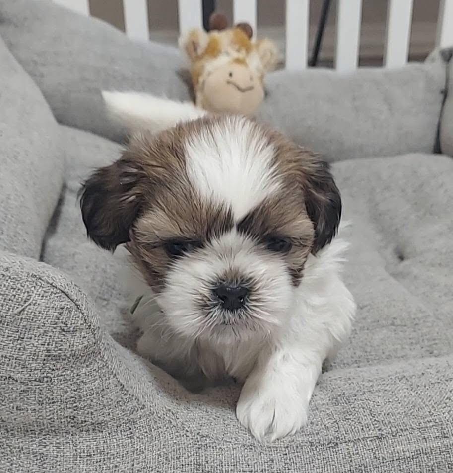 Enlarge Pedro, a Adoptable mixed breed in Warr Acres, OK image 5/6