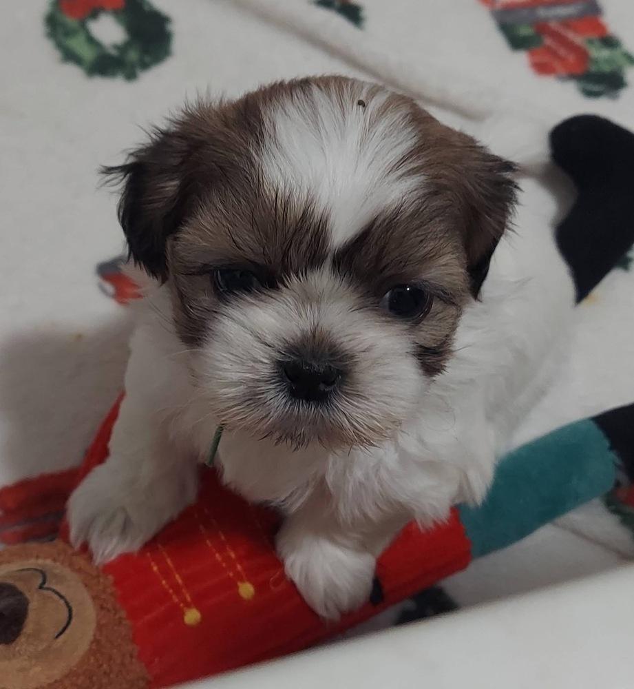 Enlarge Pedro, a Adoptable mixed breed in Warr Acres, OK image 6/6