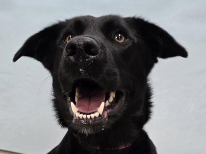 Bramble, Adoptable, Adult Female Labrador Retriever & Mixed Breed.