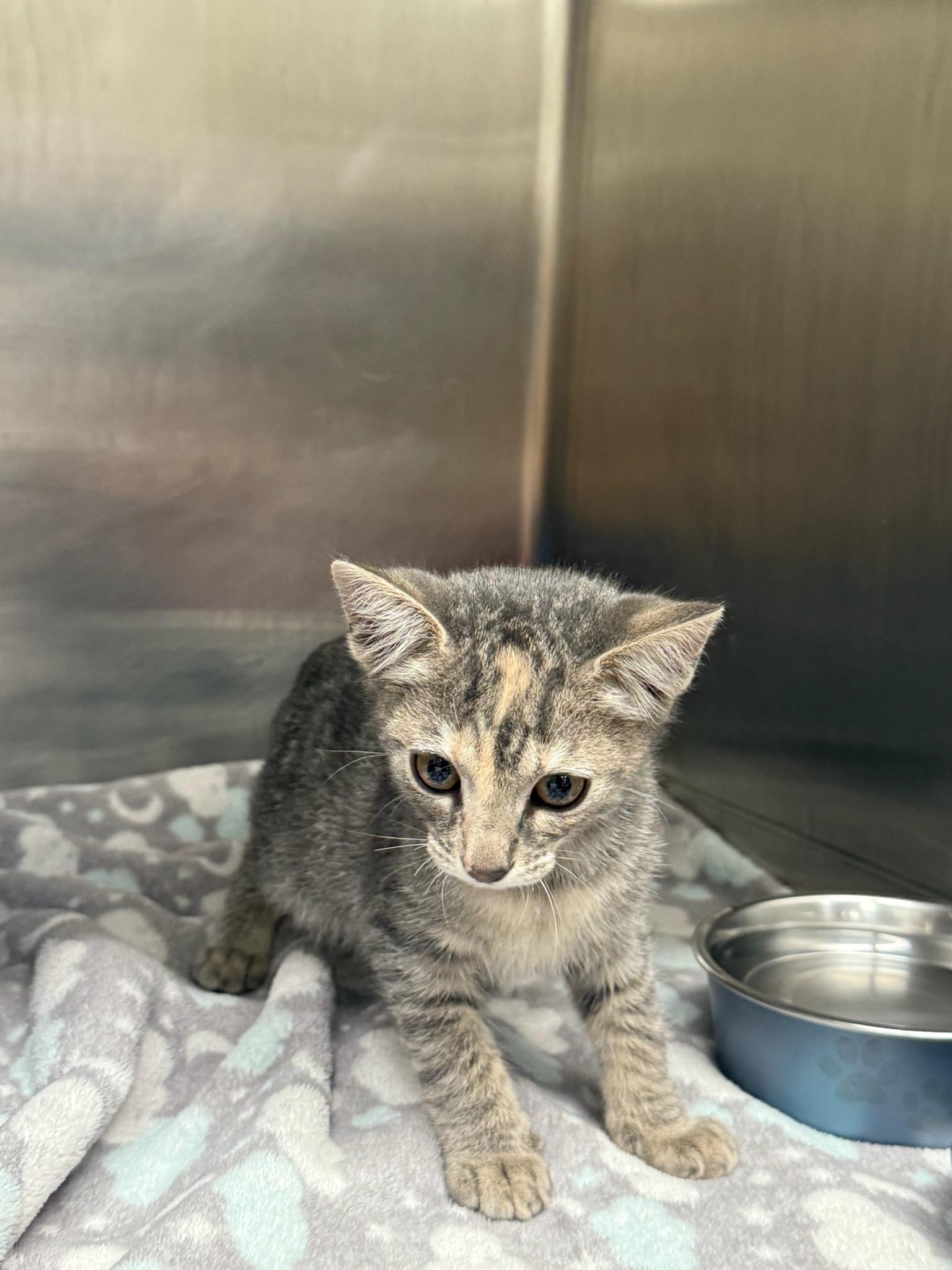 Chai, Adoptable, Kitten Female Domestic Short Hair.