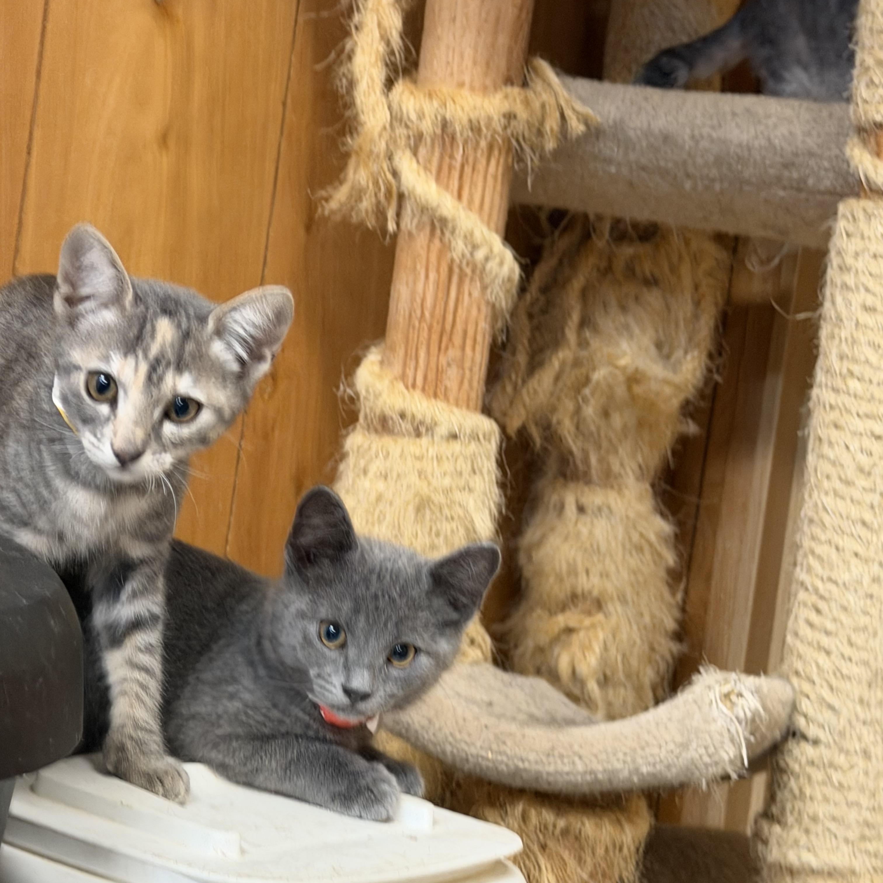 Enlarge Chai, a Adoptable Domestic Short Hair in Kent, WA image 3/4