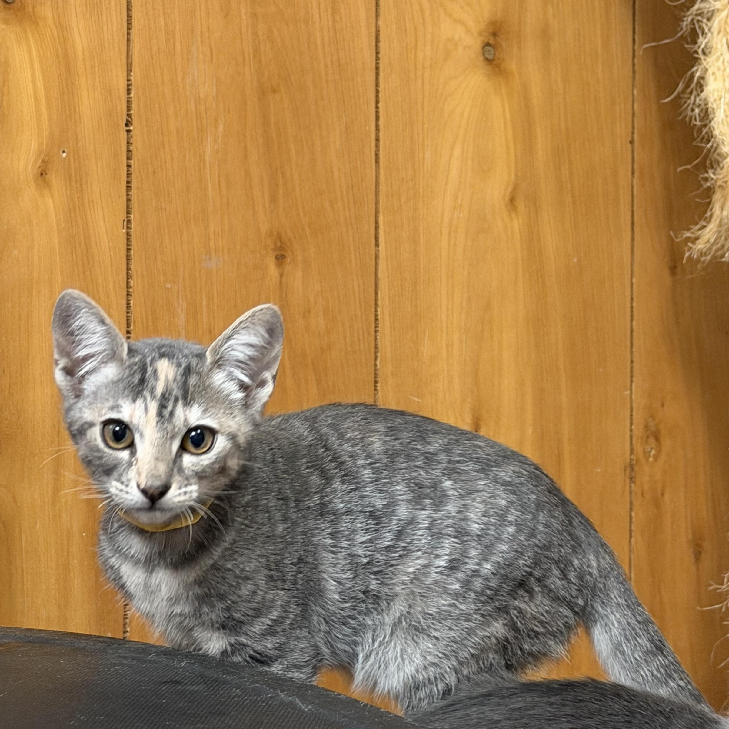 Enlarge Chai, a Adoptable Domestic Short Hair in Kent, WA image 2/4