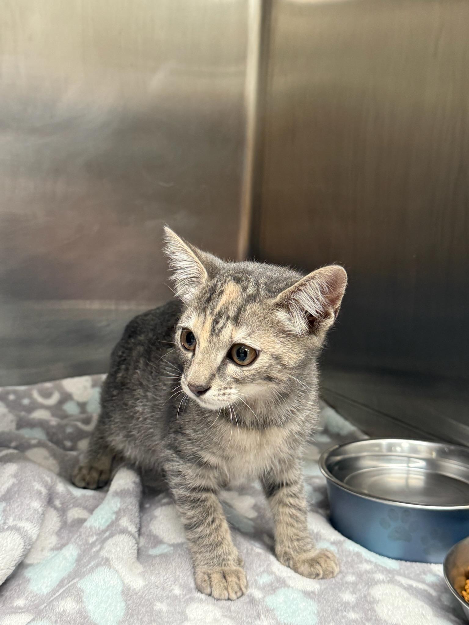 Enlarge Chai, a Adoptable Domestic Short Hair in Kent, WA image 4/4