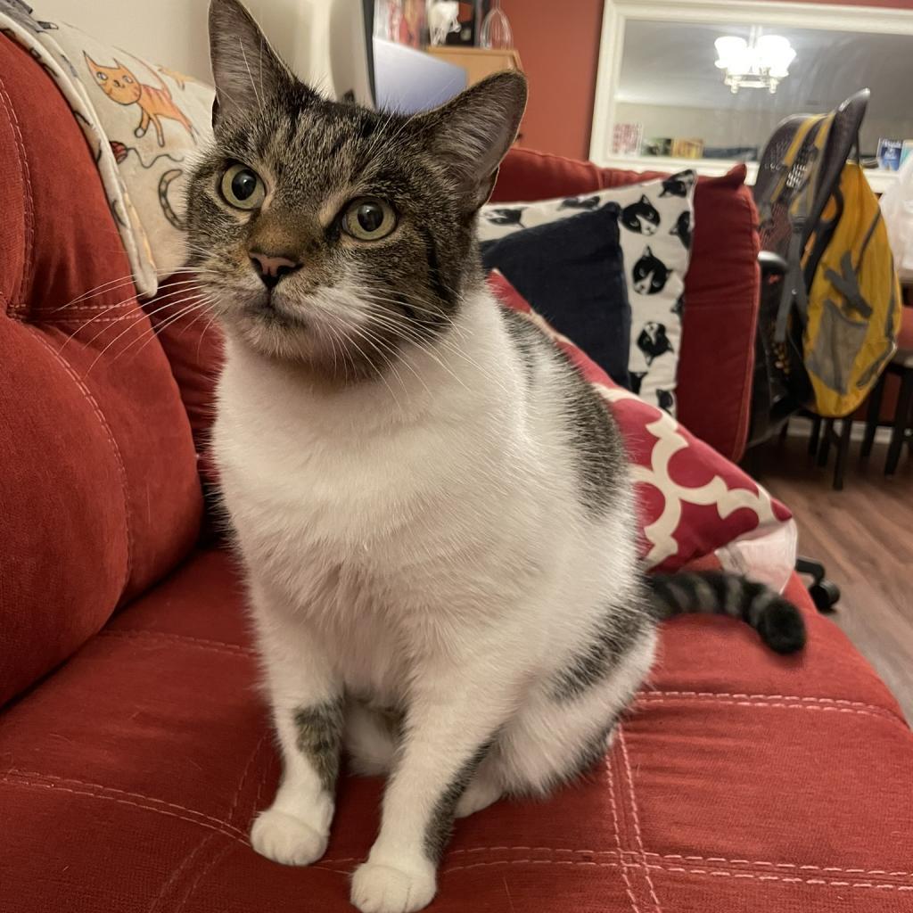 Enlarge Leo (aka Beefy), a Adoptable Domestic Short Hair in Falls Church, VA image 3/6