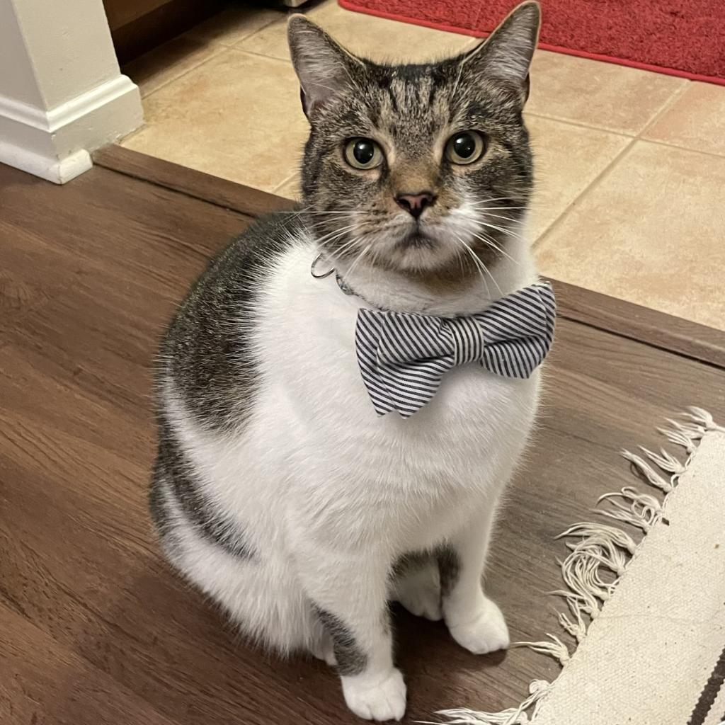 Enlarge Leo (aka Beefy), a Adoptable Domestic Short Hair in Falls Church, VA image 4/6