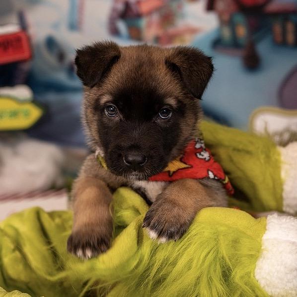 Elf, a Adoptable German Shepherd Dog in Aberdeen, NC image 1/6