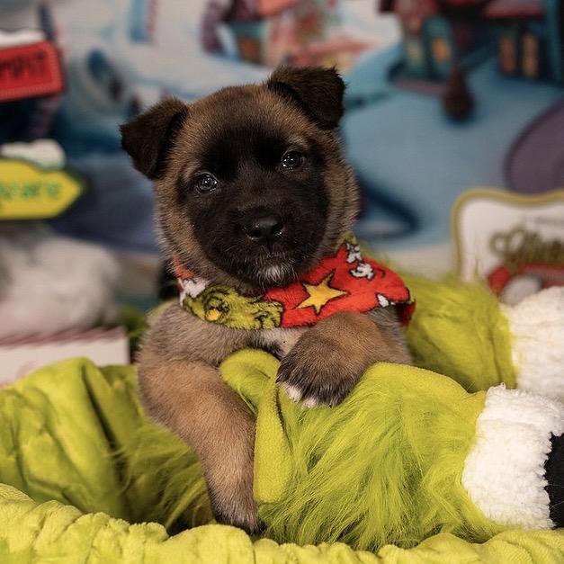 Elf, a Adoptable German Shepherd Dog in Aberdeen, NC image 2/6