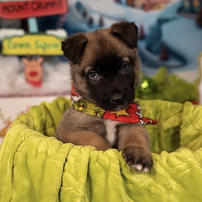 Elf, a Adoptable German Shepherd Dog in Aberdeen, NC image 3/6