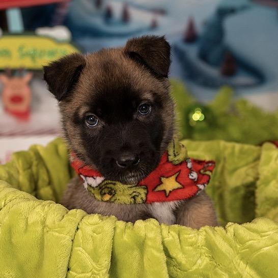 Elf, a Adoptable German Shepherd Dog in Aberdeen, NC image 4/6
