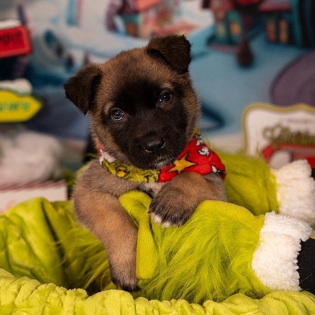 Elf, a Adoptable German Shepherd Dog in Aberdeen, NC image 5/6