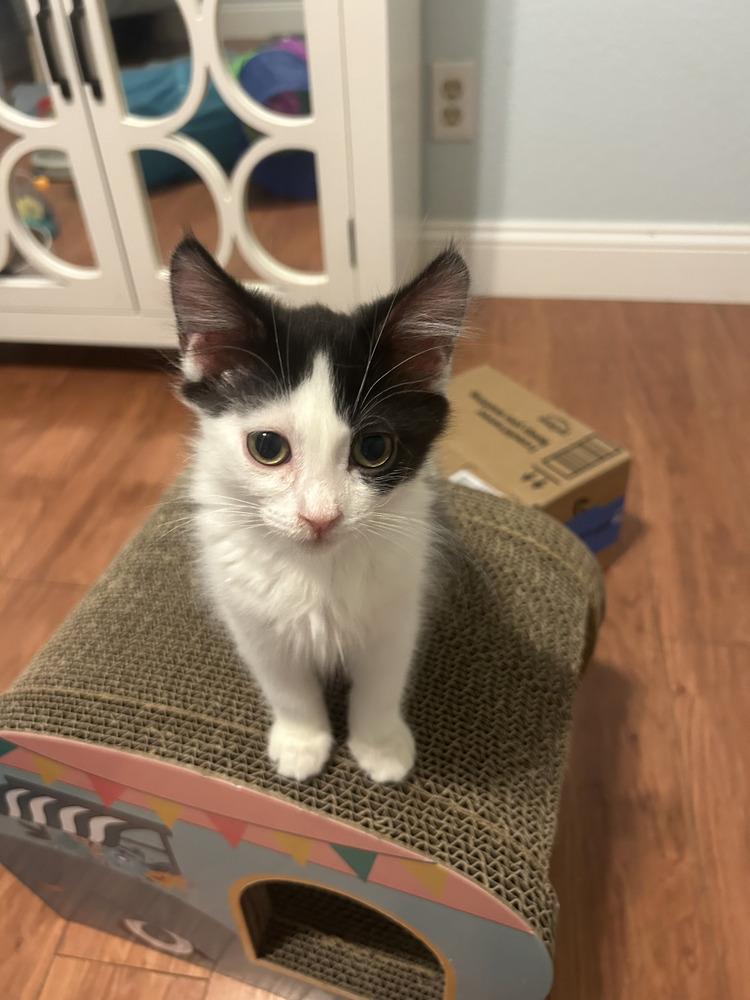 Peanut (bonded with Onyx) reduced adoption fee photo
