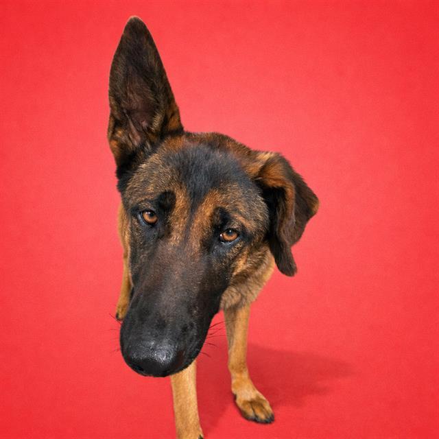 Enlarge WREN, a Adoptable Belgian Shepherd / Malinois in Redlands, CA image 1/1