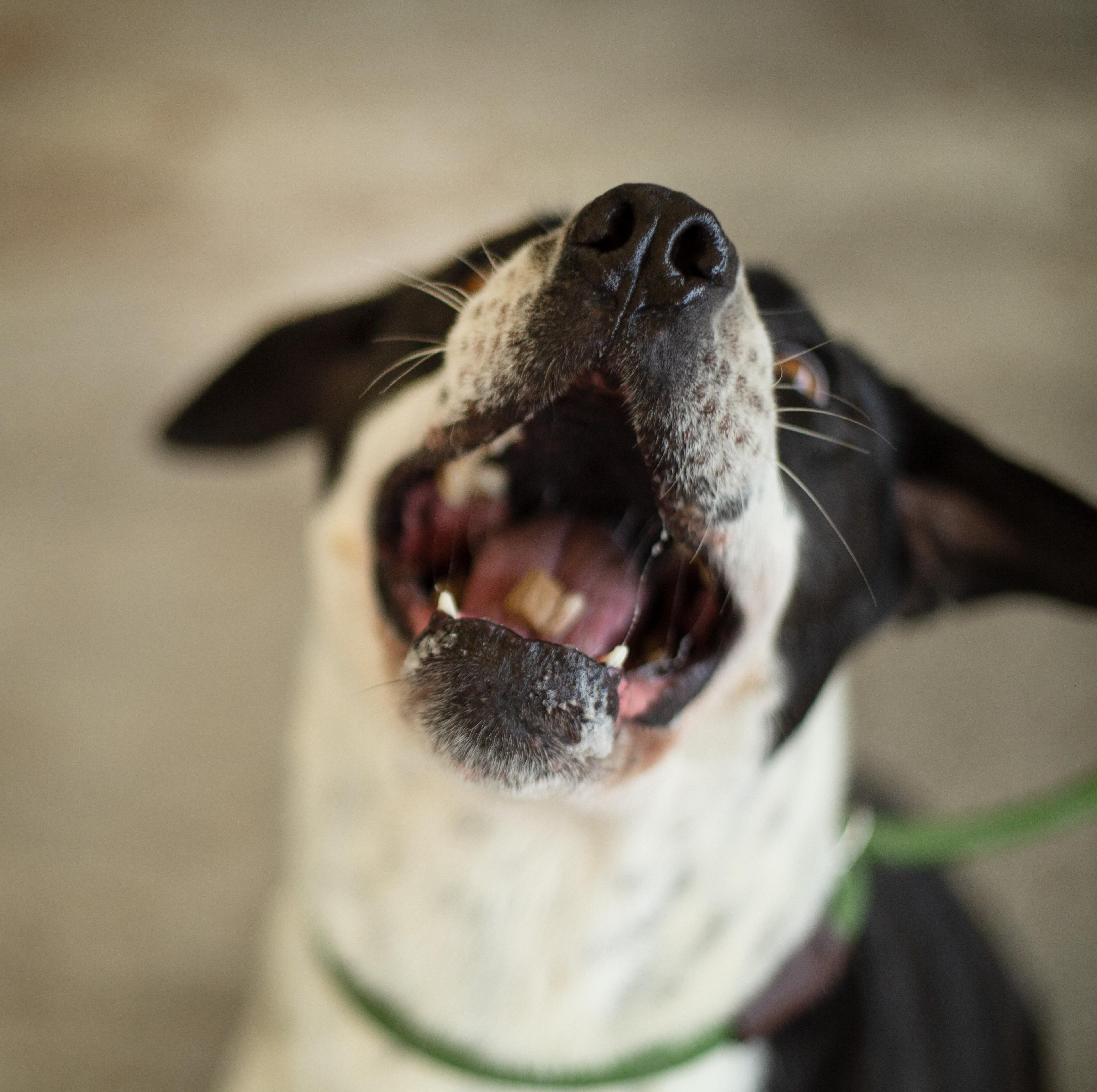Enlarge Wednesday, a Adoptable mixed breed in Seattle, WA image 2/6