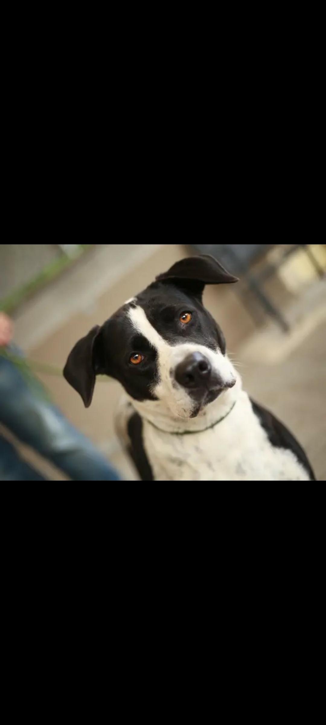 Enlarge Wednesday, a Adoptable mixed breed in Seattle, WA image 3/6