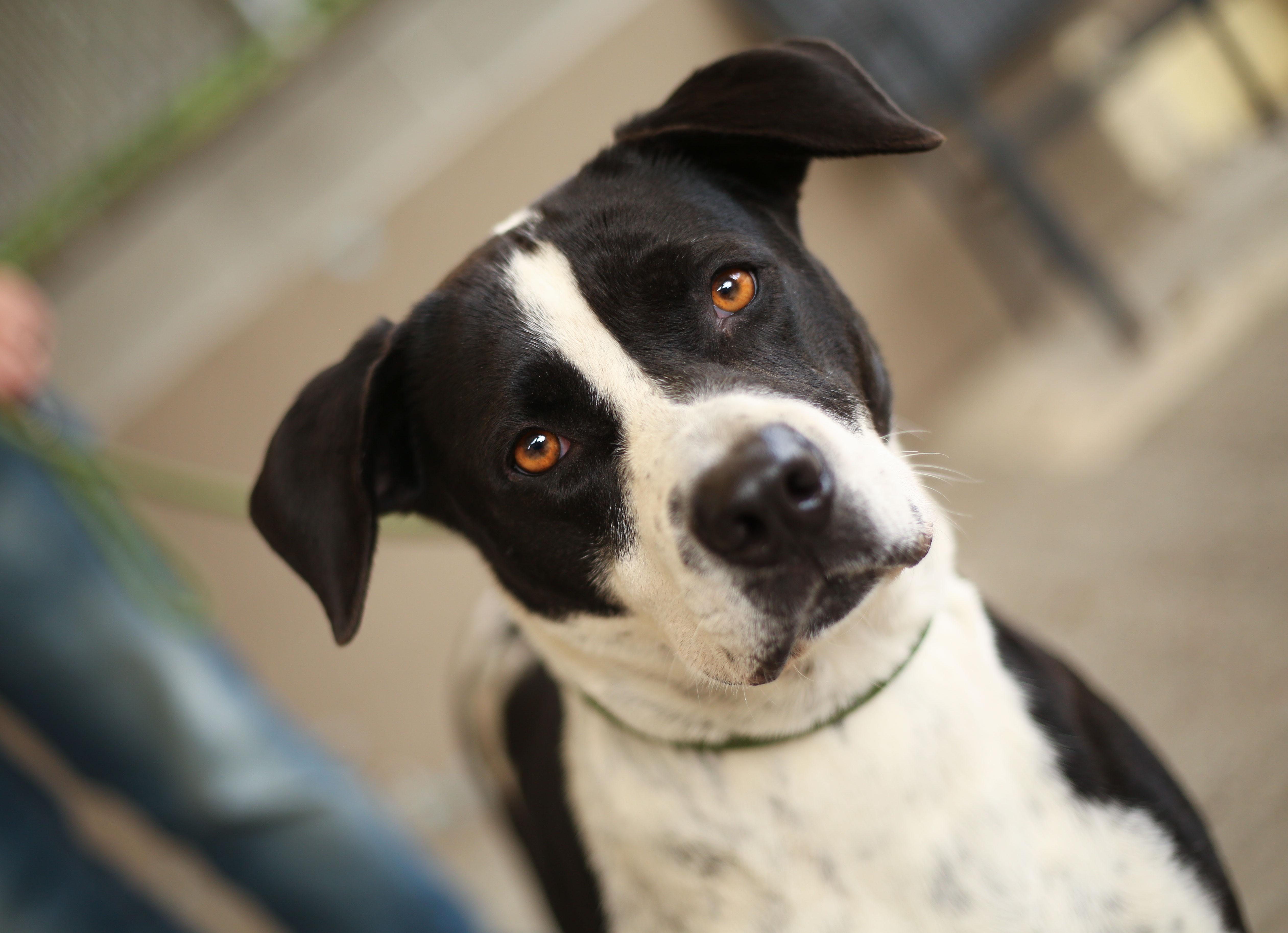 Enlarge Wednesday, a Adoptable mixed breed in Seattle, WA image 5/6