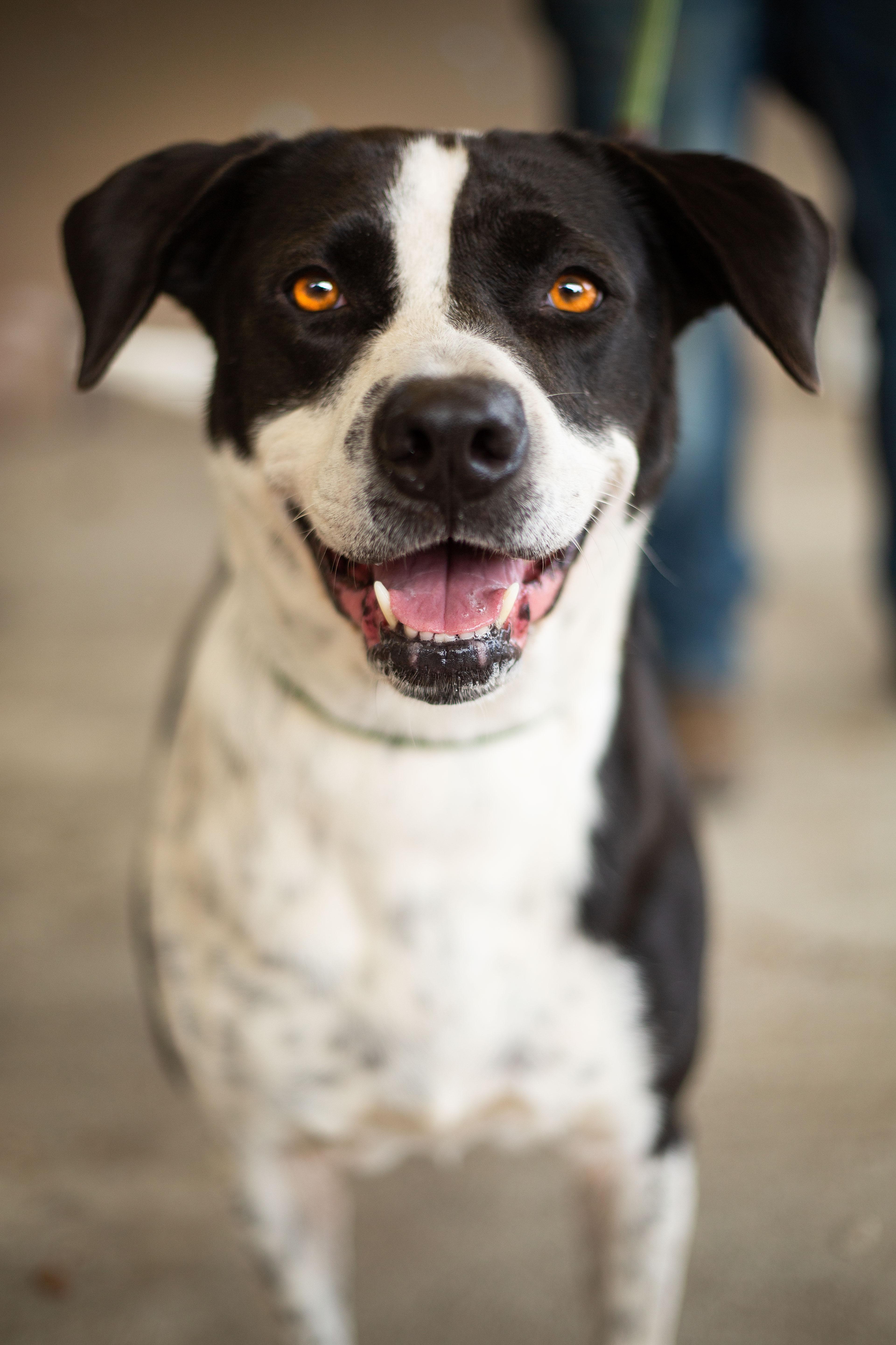 Enlarge Wednesday, a Adoptable mixed breed in Seattle, WA image 6/6