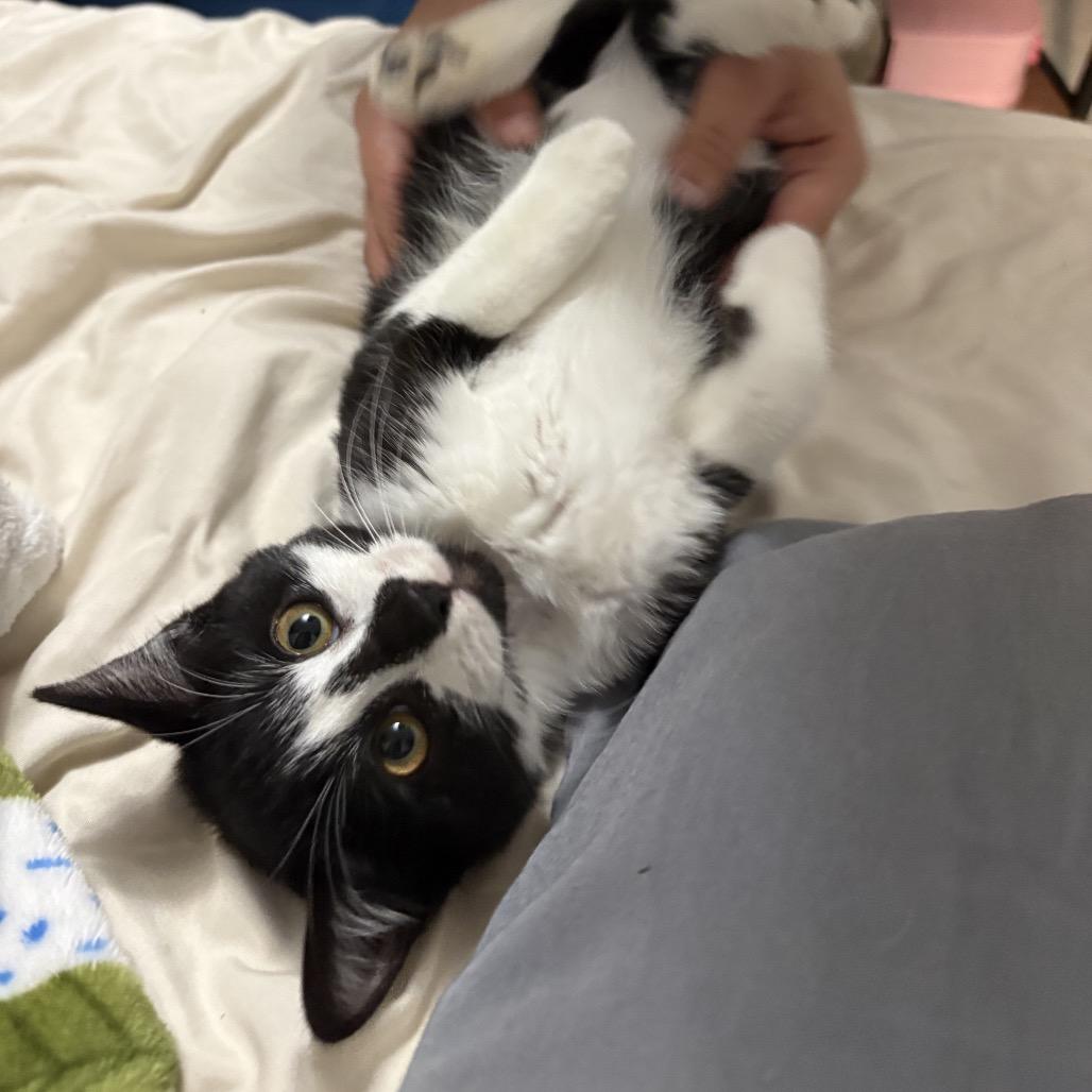 Applesauce, Adoptable, Kitten Female Domestic Short Hair.