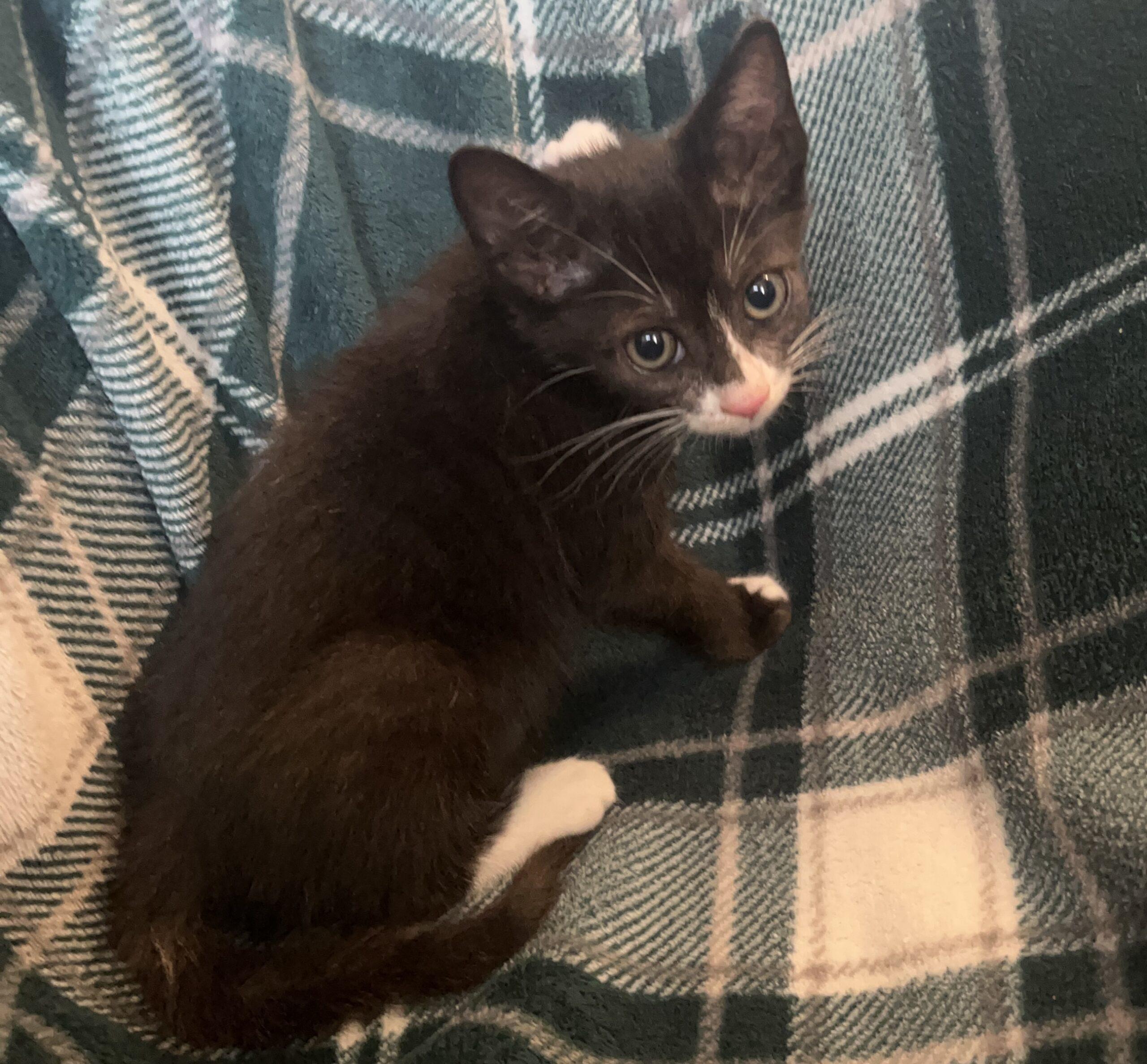 Navy Bean, an adopted mixed breed in Providence, RI image 3/3