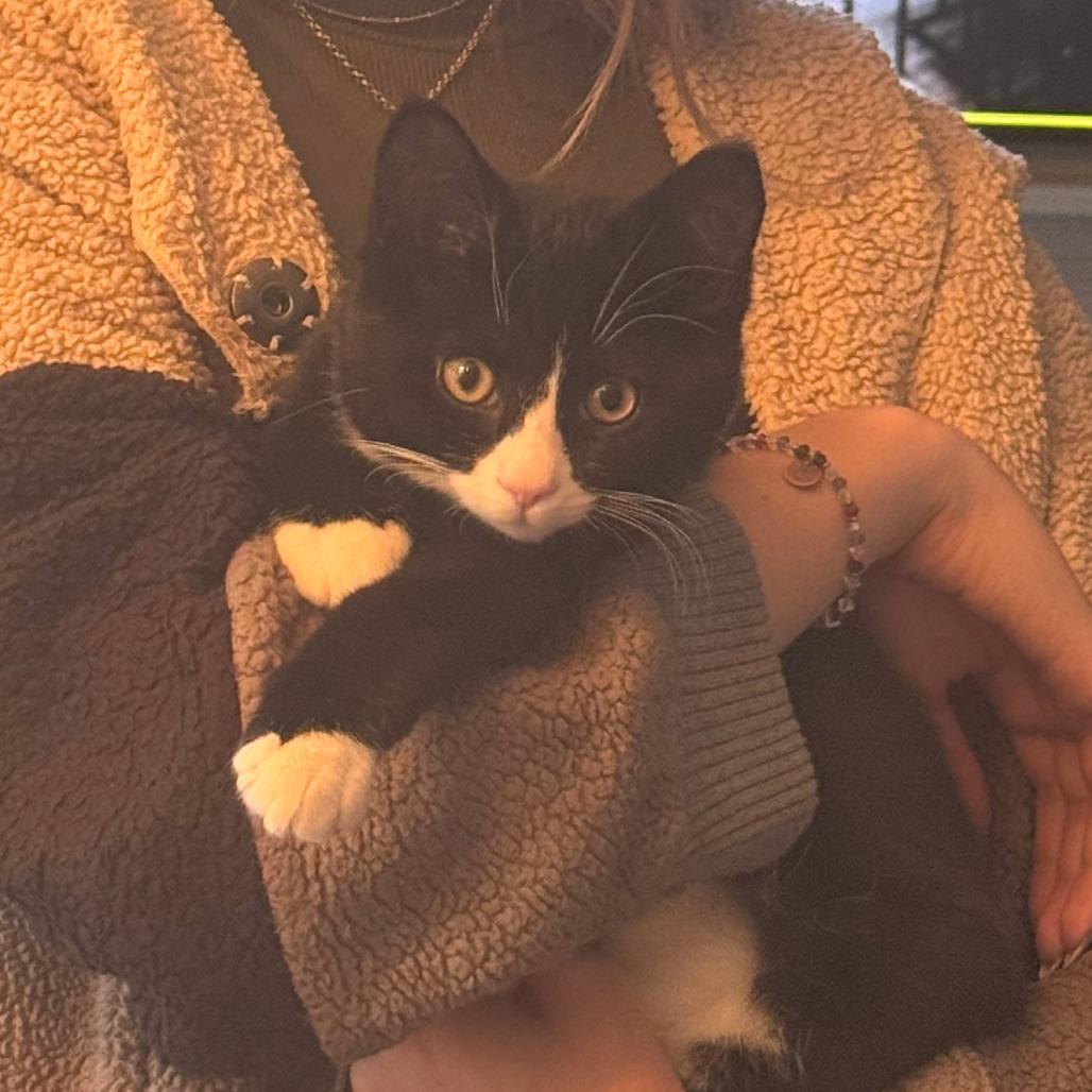 Frankie, Adoptable, Adult Male Domestic Short Hair.