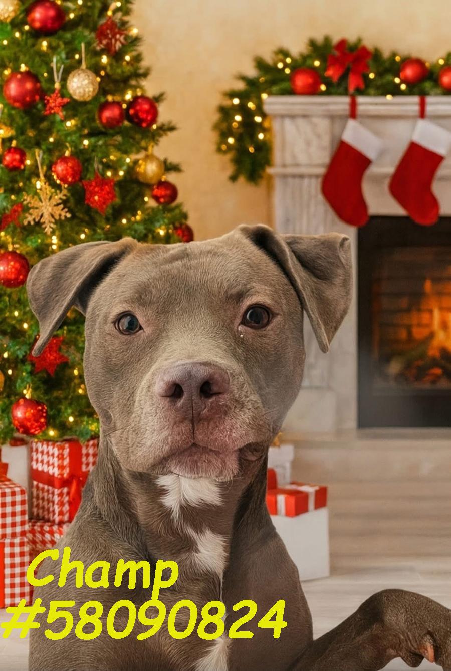 Enlarge Champ , a Adoptable mixed breed in Wilkes Barre, PA image 1/1