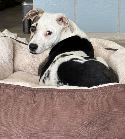 Kitty, Adoptable, Adult Female Beagle & Mixed Breed.