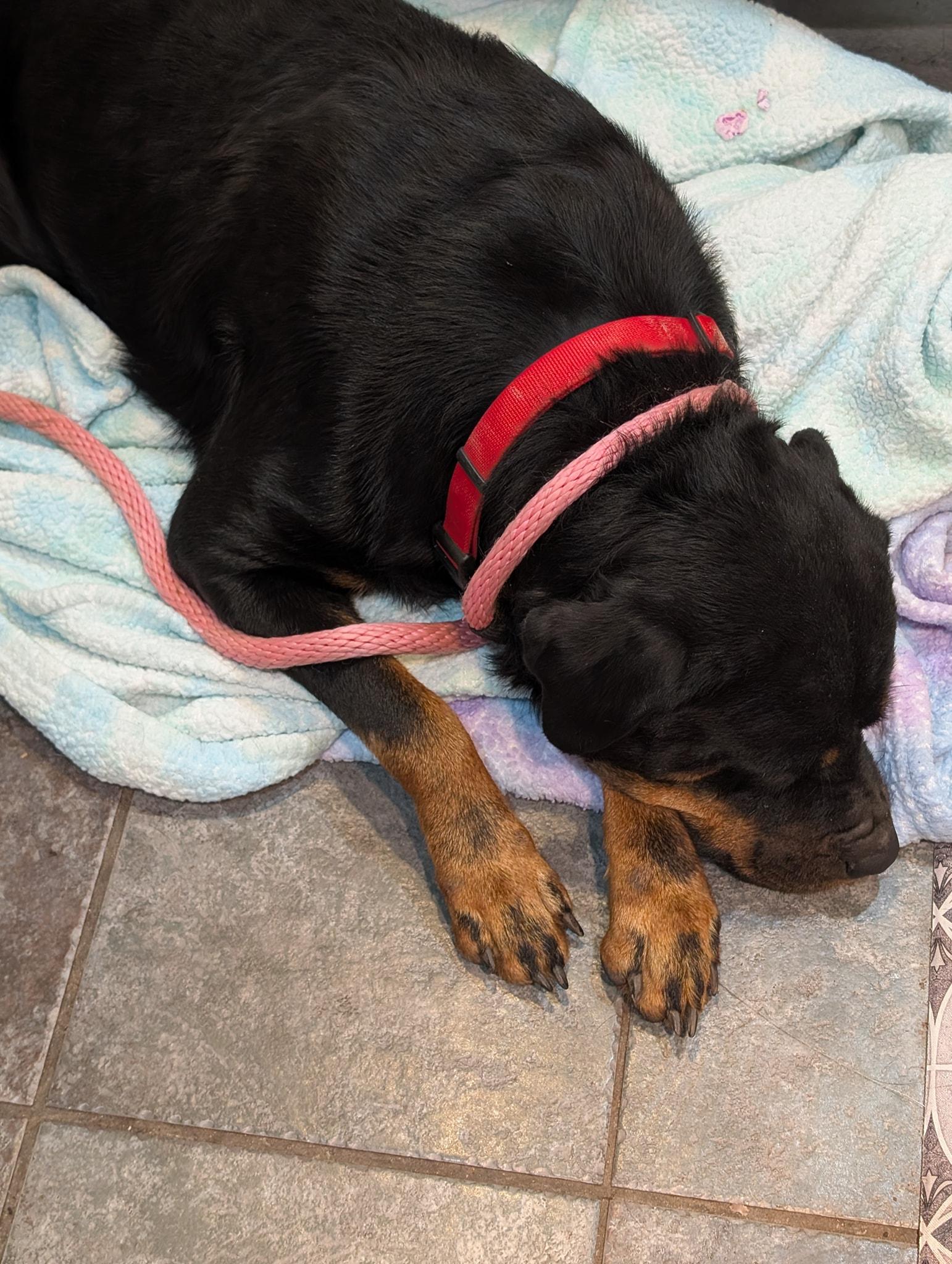 Kaya, a Adoptable Rottweiler in Perkasie, PA image 5/6