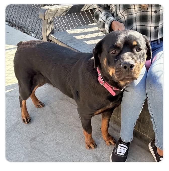Kaya, a Adoptable Rottweiler in Perkasie, PA image 4/6