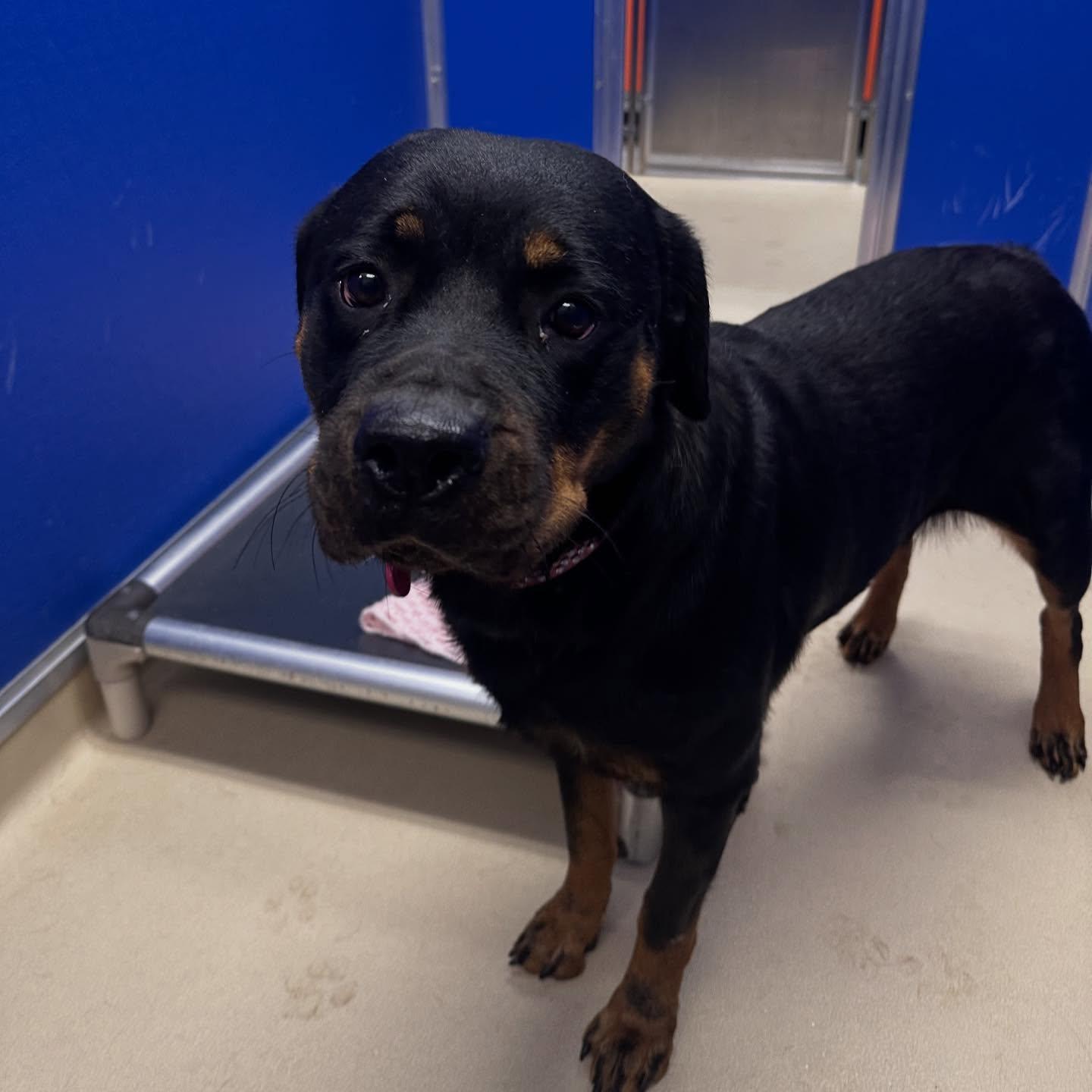 Kaya, a Adoptable Rottweiler in Perkasie, PA image 1/6