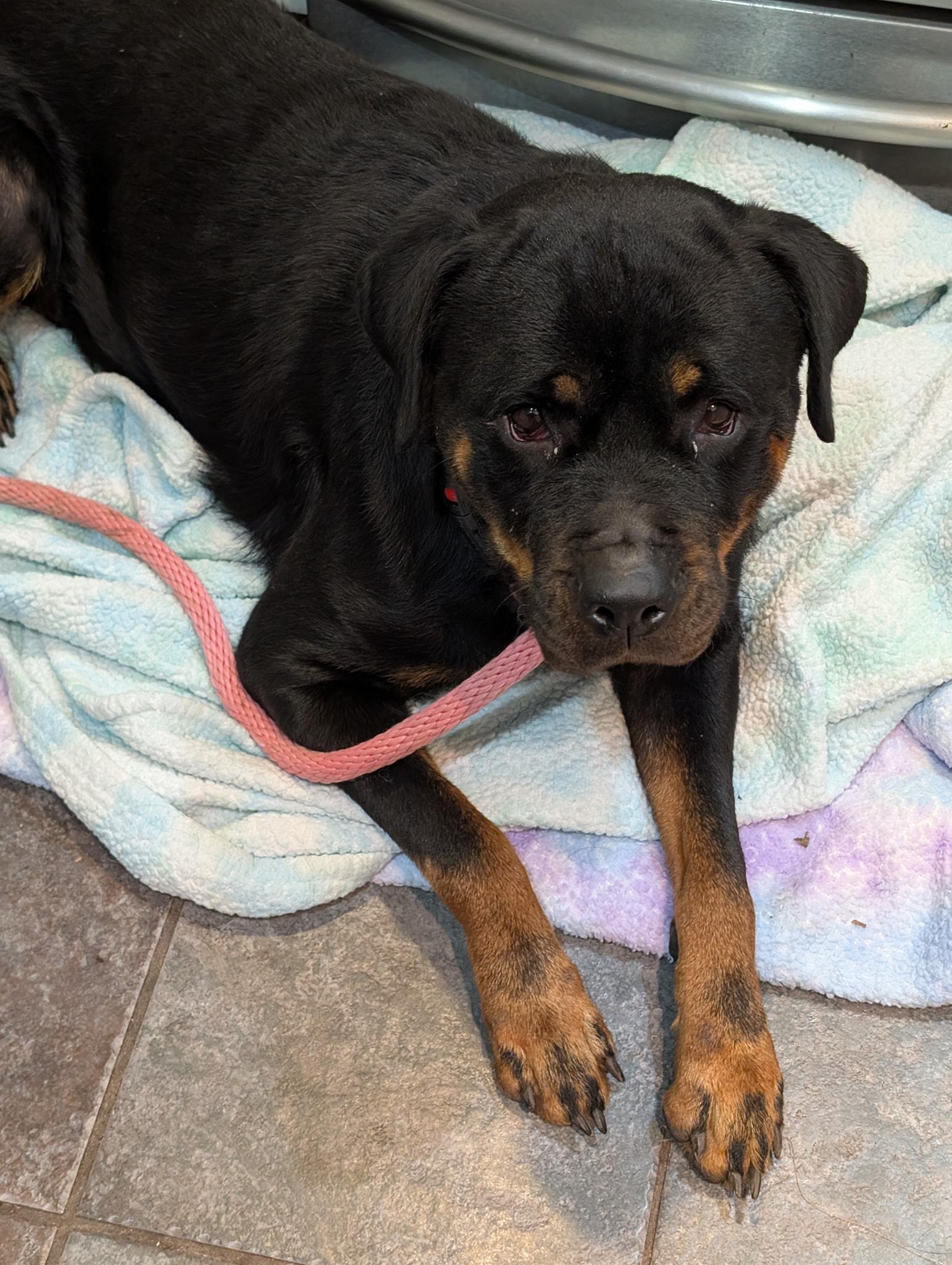 Kaya, a Adoptable Rottweiler in Perkasie, PA image 3/6