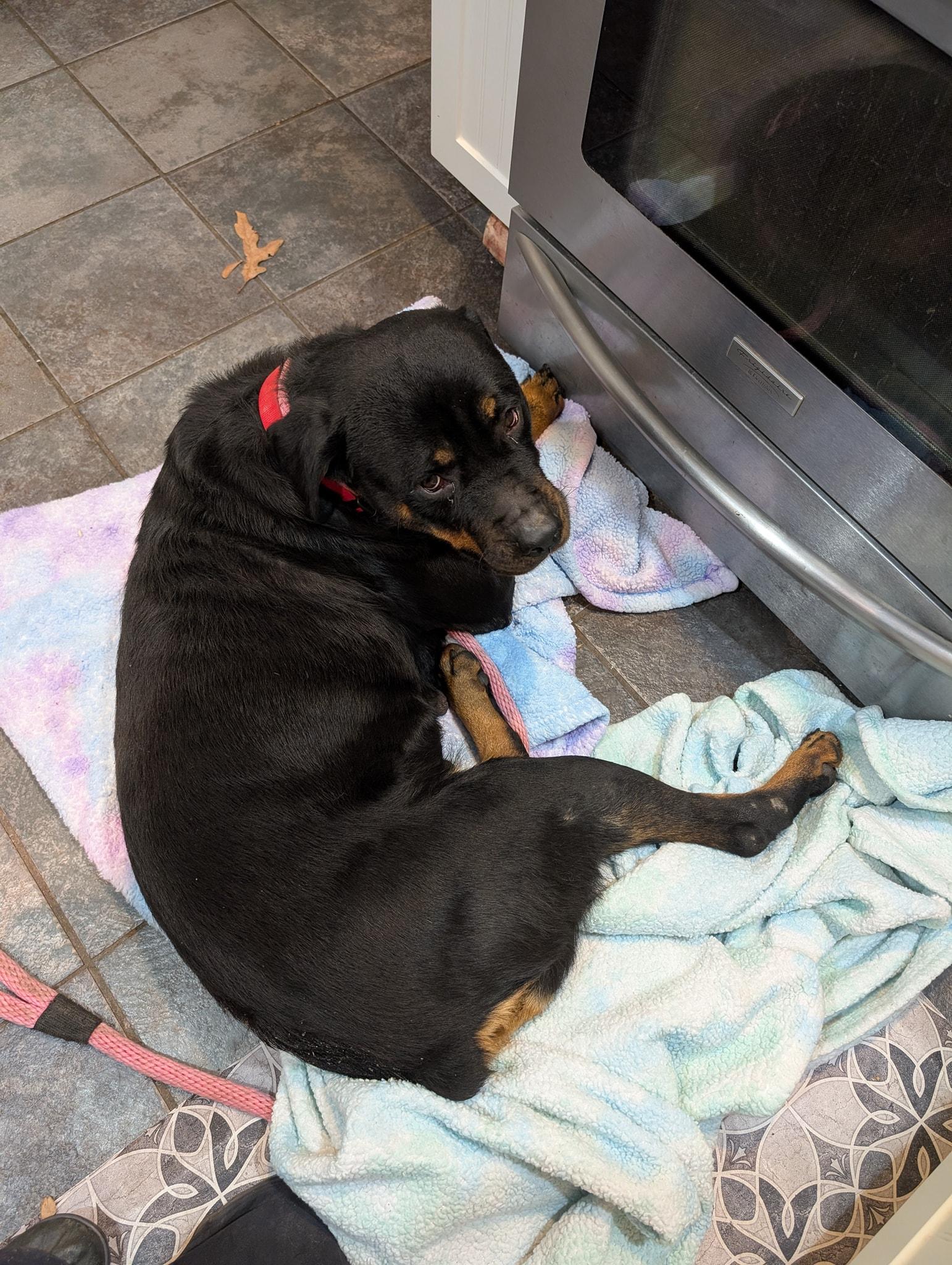 Kaya, a Adoptable Rottweiler in Perkasie, PA image 6/6