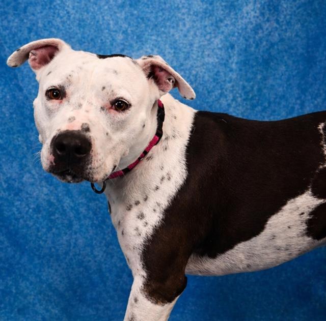 Enlarge PETEY, a Adoptable Pit Bull Terrier in Pearland, TX image 1/1