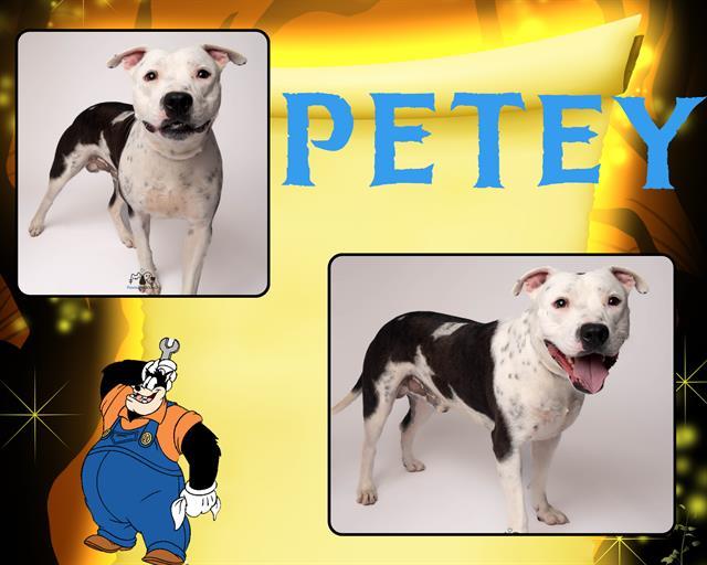 PETEY, Adoptable, Adult Male Pit Bull Terrier.